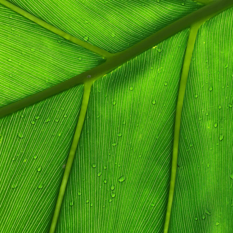 SKIN 101: CHLOROPHYLL