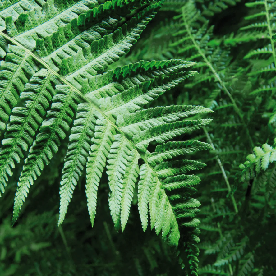 SKIN 101: WHY FERN WILL BE THE NEW POWERHOUSE IN YOUR ROUTINE